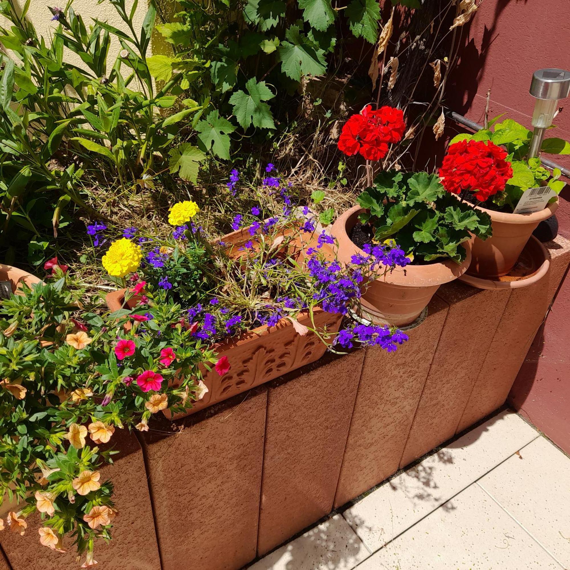 Fewo Sonnenblume Daun Exterior foto